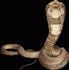 KingCobra's Avatar