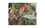plantsonline's Avatar